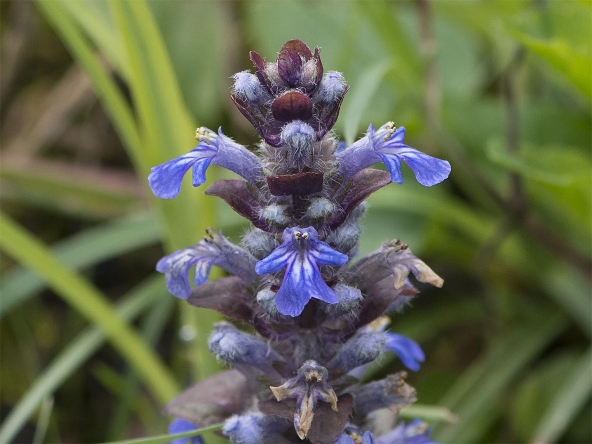 Ajuga reptans